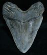 Large Megalodon Tooth #6064-2